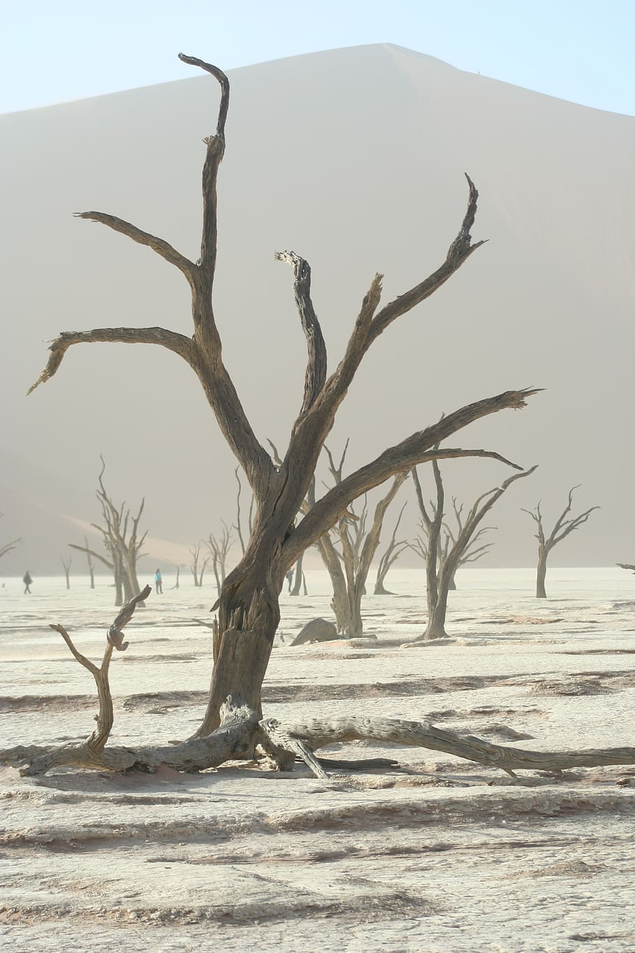 árbol, desierto, Namibia, naturaleza, seco, África, arena, cielo, sequía, escénico