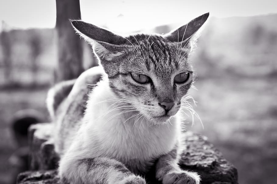 black-and-white-cat-pet-kitten-animal.jpg