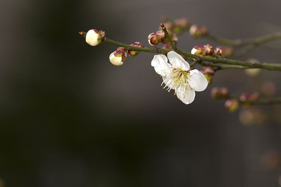 white, petaled flower, spring, plum, plants, flowers, quisqualis indica, neat, backbone, nature