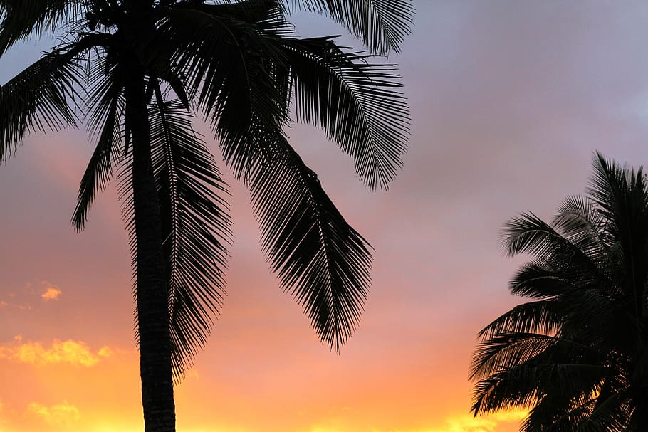 coco, árvore, céu, escuro, laranja, nuvens, pôr do sol, nascer do sol, natureza, palmeira