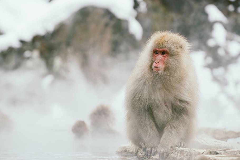 beige, brown, monkey, standing, rock, water, cover, fog, nature, snow