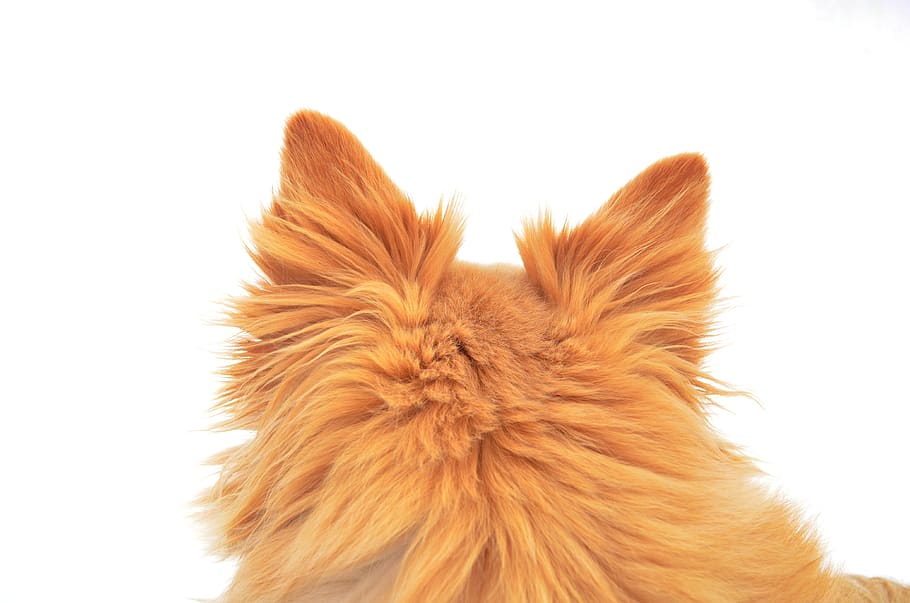 dog, redhead, ears, wool, white background, furry, studio shot, indoors, brown, animal