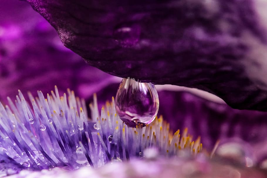 close-up photo, flower pollen, drop, just add water, dew-drop, lily, nature, macro, plant, purple