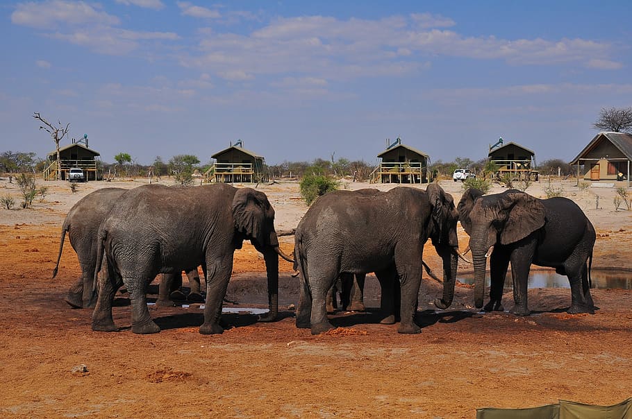 elephant, mammal, travel, wildlife, safari, animal, outdoors, herd, nature, african elephant