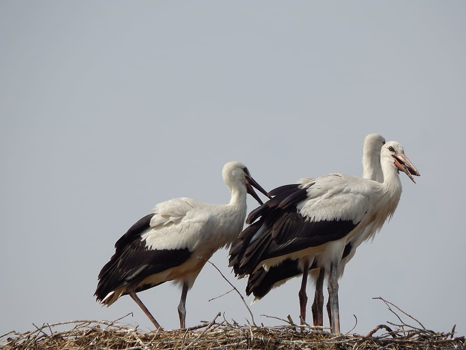 Storks, Birds, Socket, young, bird, stork, animal, nature, wildlife, white Stork