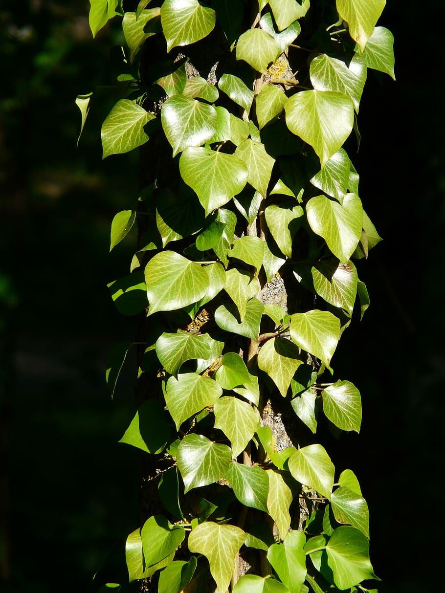 ivy, ivy growth, fouling, entwine, common ivy, hedera helix, climber plant, hedera, toxic, poison