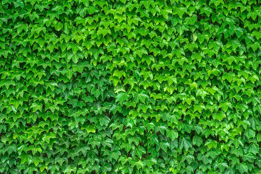green, leaf plants photo, ivy, vine, the leaves, plants, hwalyeob, nature, damme, wall