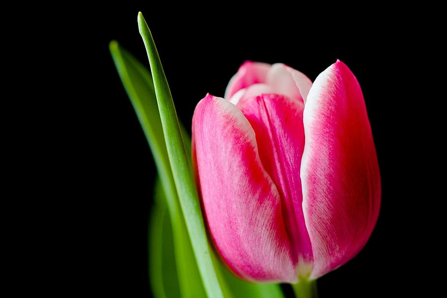 closeup, pink, tulip flower, tulip, flower, spring, tulips, flowers, nature, pink Color