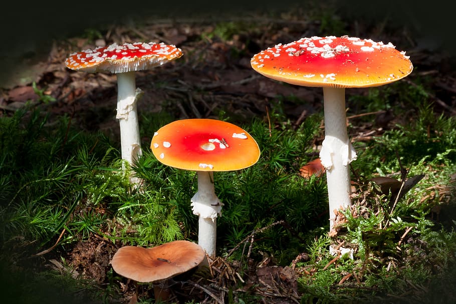 matryoshka, amanita muscaria, mushroom, hat, red, signal red, orange, flake, white, velum flakes