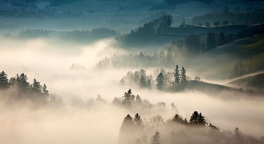 航空写真, ビューの写真, 霧, 森林, 山, 高原, 木, 植物, 自然, ビュー