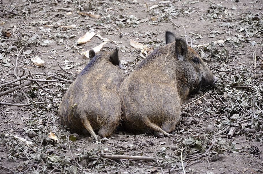 wild boars, little pig, funny, small, forest, ground, piglet, wild, bristles, young animals