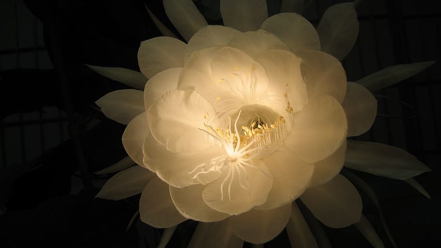 flor de pétalas branca, branco, flor, rainha da noite, naturais, flores, escuro, pétala, cabeça de flor, frescura