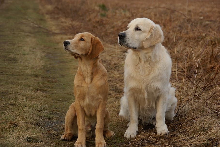 amarillo, labrador retriever, dorado, sentado, durante el día, amarillo Labrador Retriever, Golden Retriever, perros, mascotas, perro perdiguero