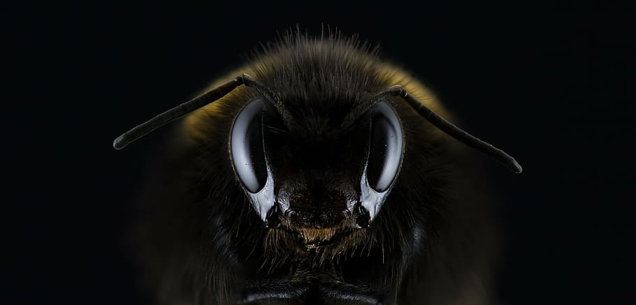 closeup, foto, hitam, kuning, lebah, hummel, bombus, mata, serangga, sengatan