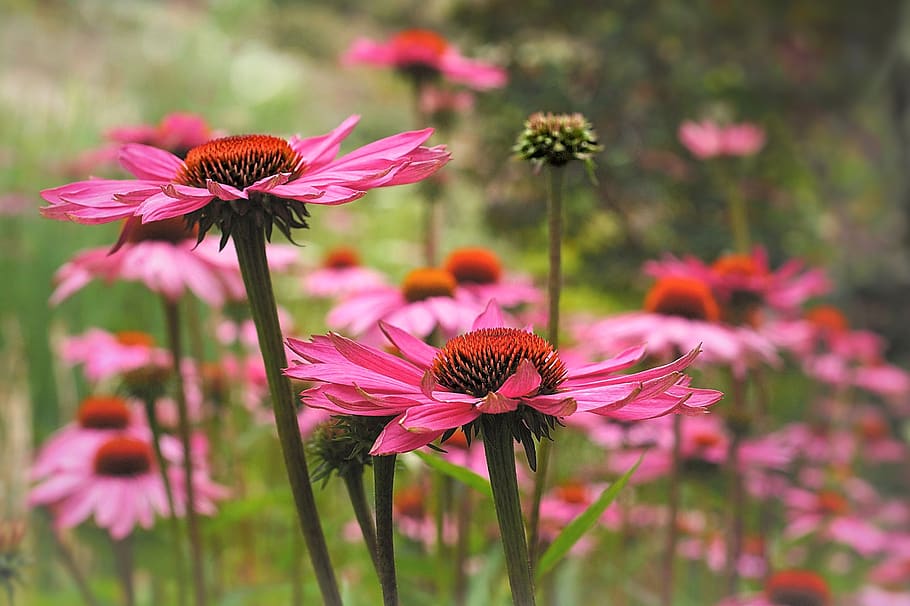 echinacea purpurea, coneflower, komposit, ramah lebah, bunga-bunga, berkembang, taman, herbal, tanaman obat, sehat