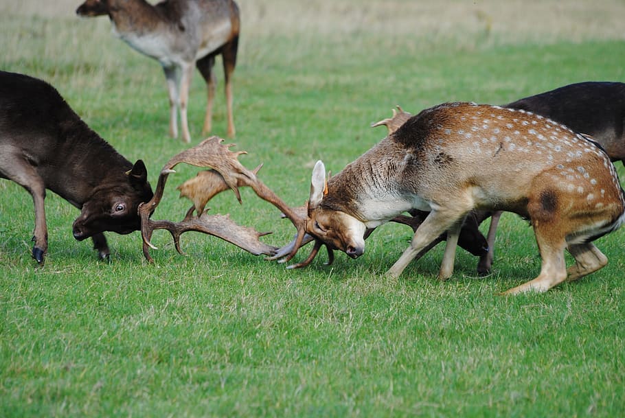 two, stags, battling, grass, Deers, Animals, Male, Horns, Fight, Rude