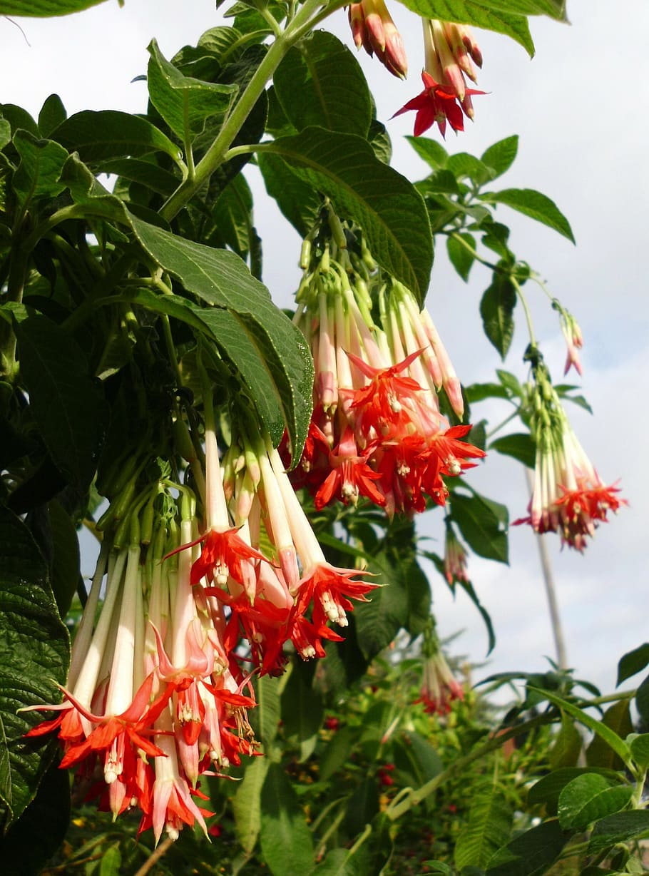 fucsia boliviana, fucsia, flores, planta de contenedor, planta ornamental, planta, floración, planta floreciendo, crecimiento, parte de la planta