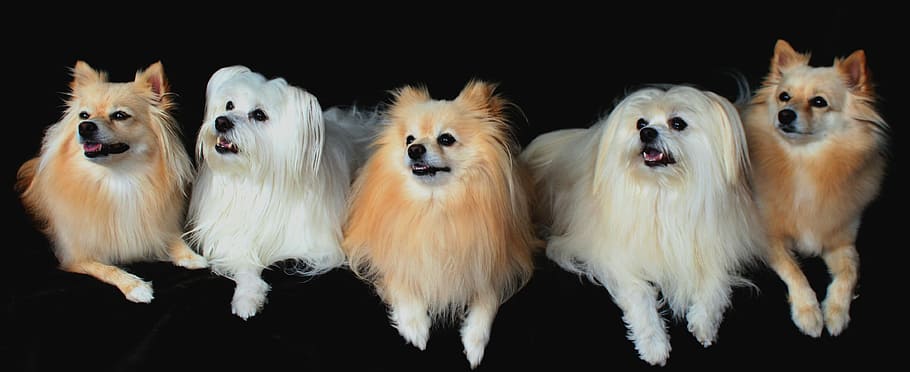 long-coated, two, white, three, brown, dogs, pomeranian, maltese, lined up, attention