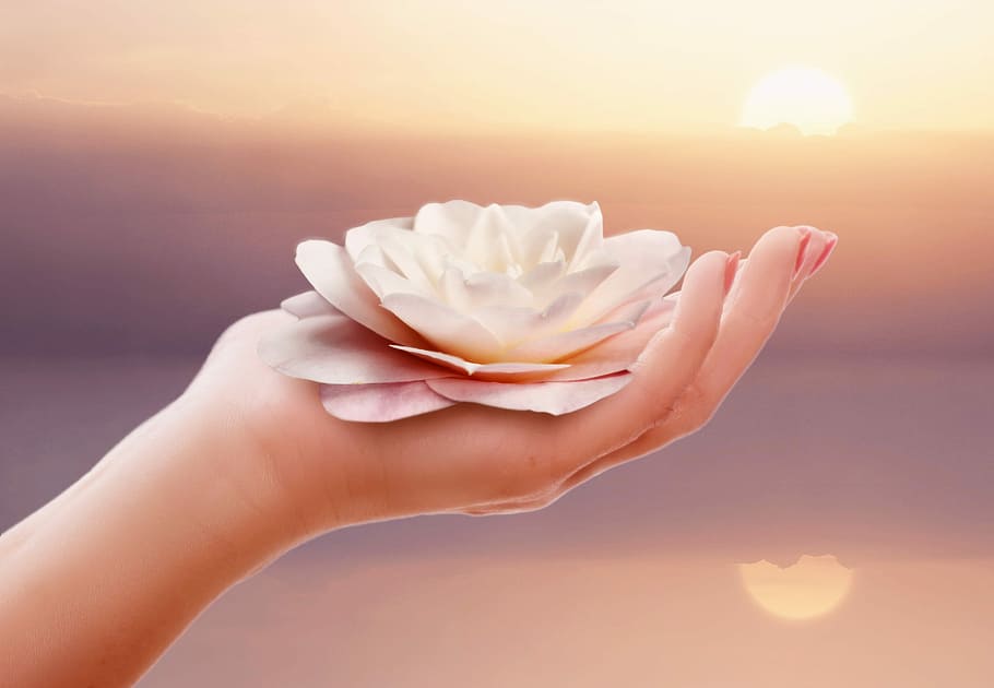 person, holding, white, lotus flower, hand, nature, ease, wellness, camellia, camellia flower