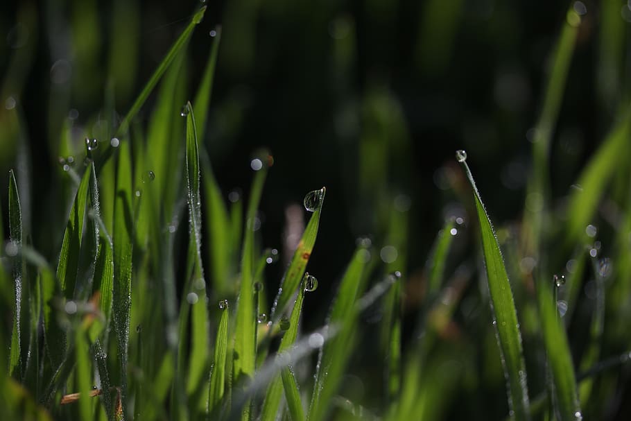 grass, dew, green, drops, bokeh, water, wet, supplies, nature, plant