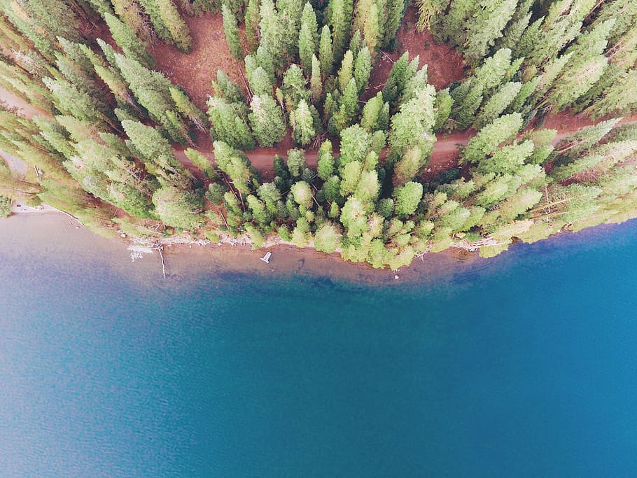 sea, ocean, blue, water, nature, coast, trees, plant, forest, aerial