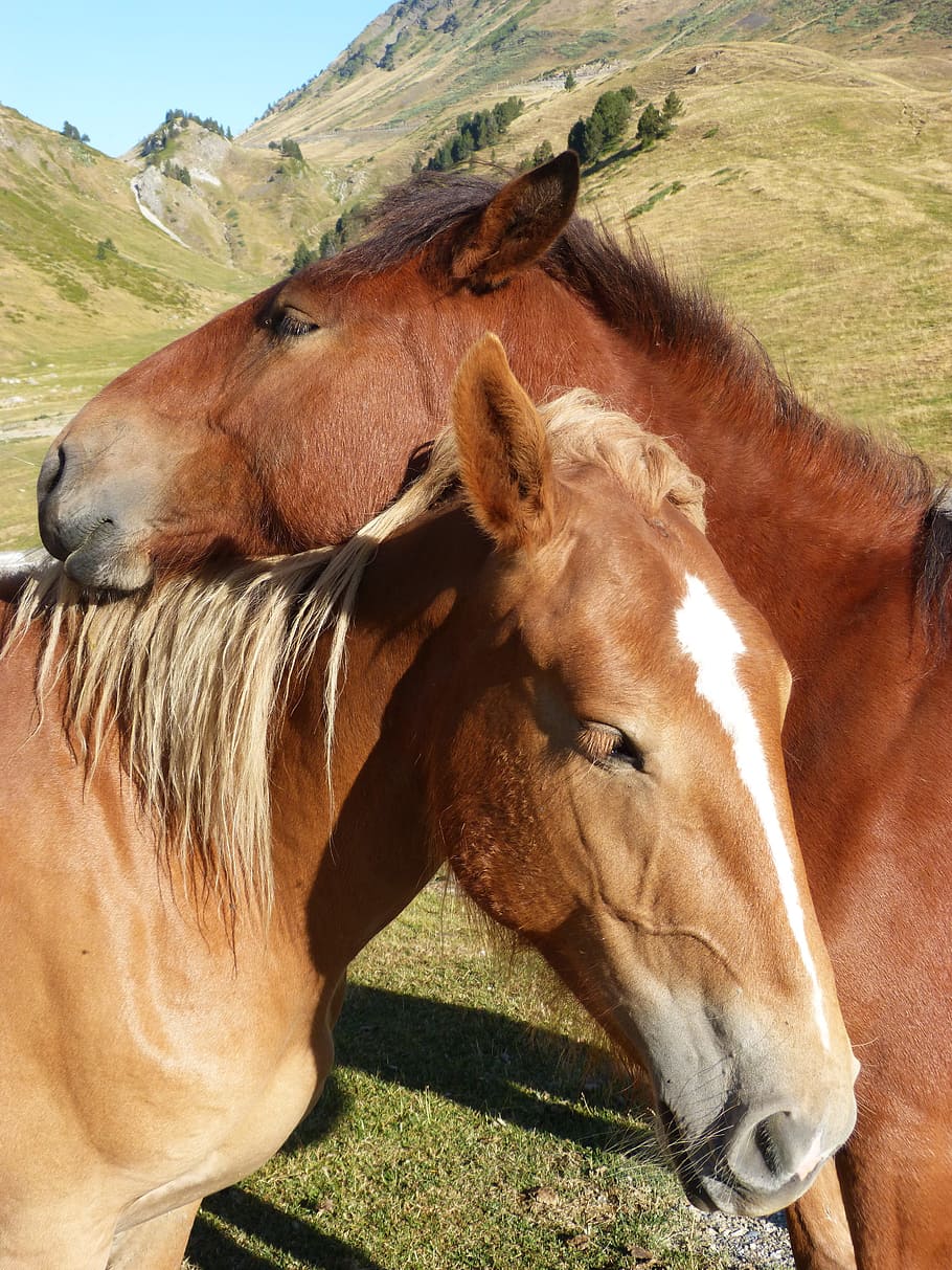 horses, couple, val d'aran, pyrenees, tenderness, mammal, animal themes, domestic animals, animal, livestock