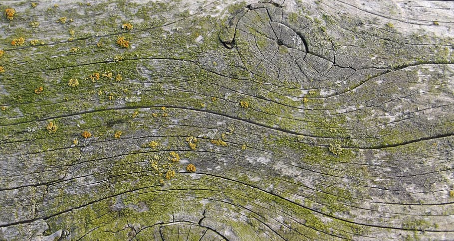 moss, wood, weave, board, old, weathered, background, wood - Material, nature, tree
