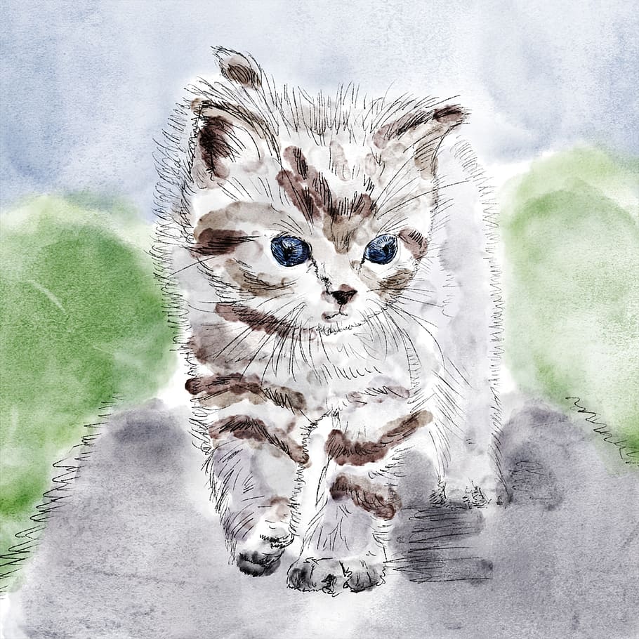 sketch, white, brown, cat, kitten, drawing, chick, grey, watercolor, pets