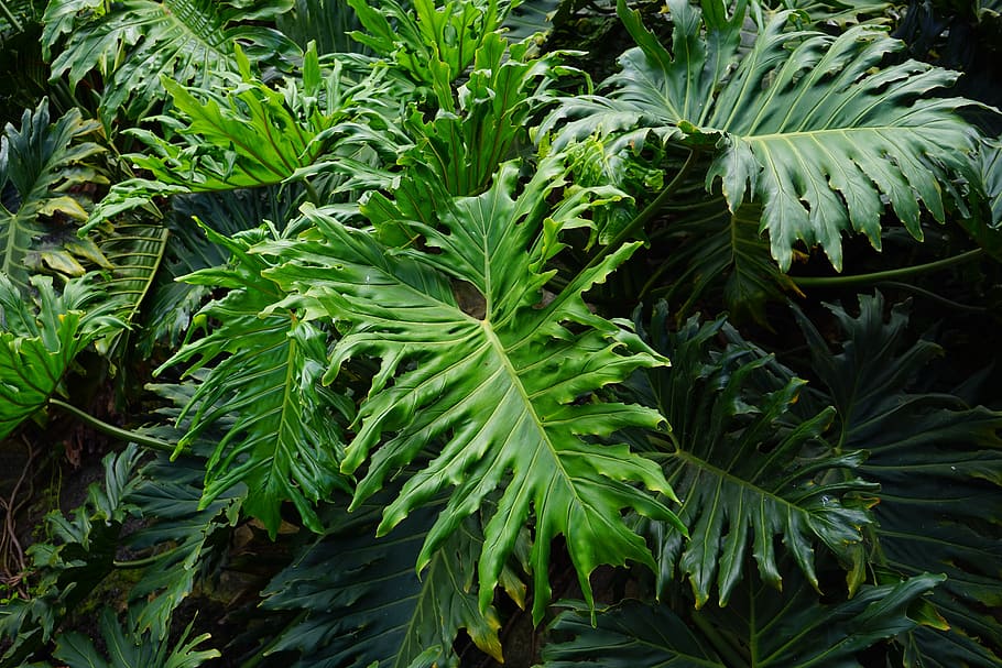 close-up photo, green, leafed, plants, leaves, large, huge, exotic, tree philodendron, philodendron bipinnatifidum