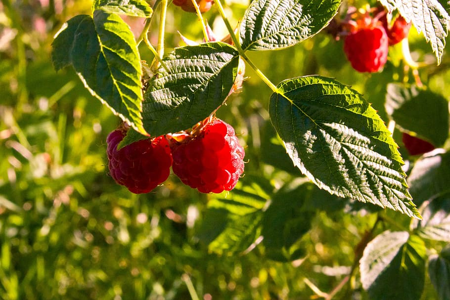 Raspberry, Sun, Fruits, Sweet, red, fruit, leaf, food and drink, freshness, nature
