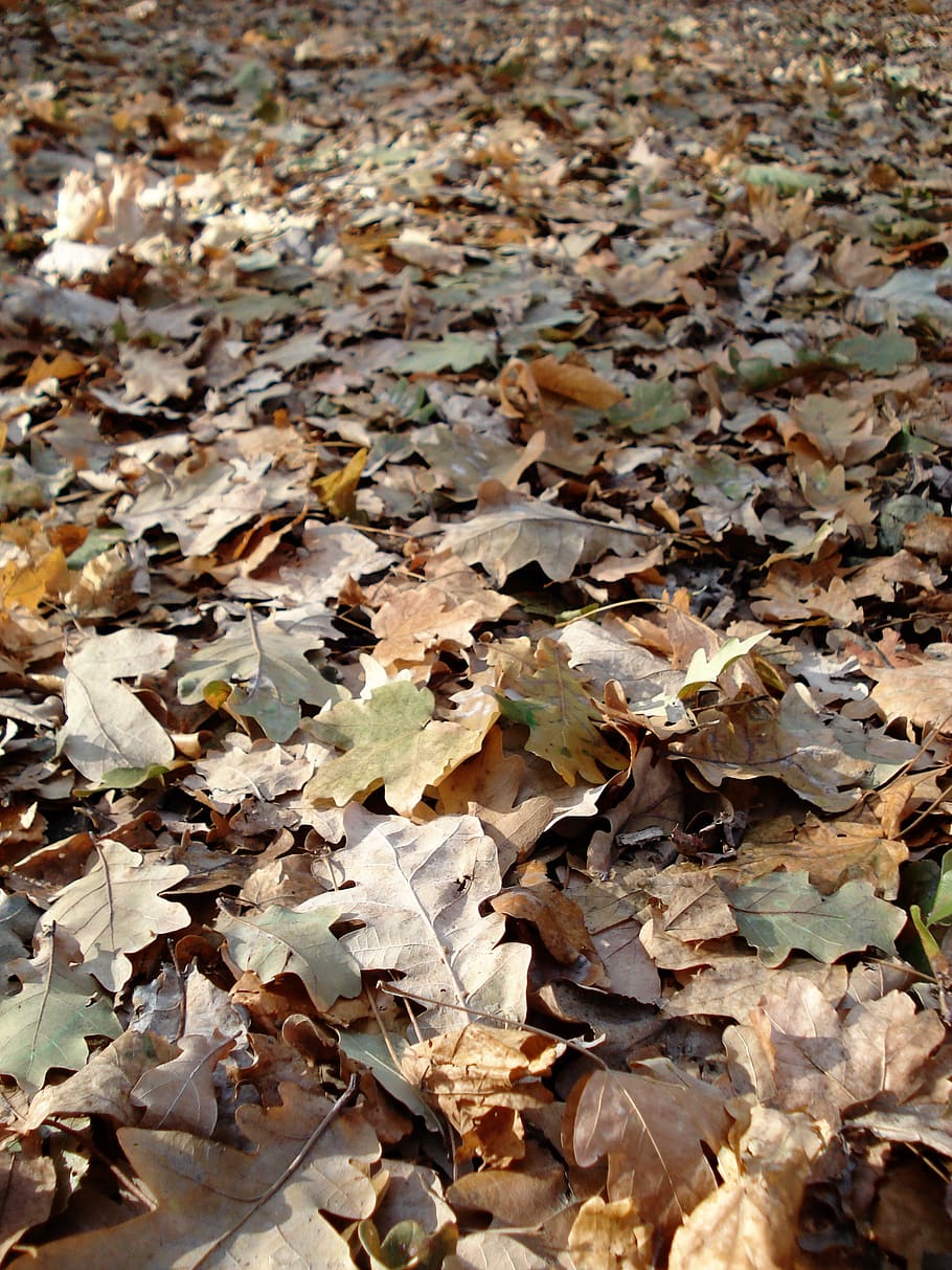 autumn, leaves, yellow, leaf litter, season, leaf, nature, natural, autumn leaves, october
