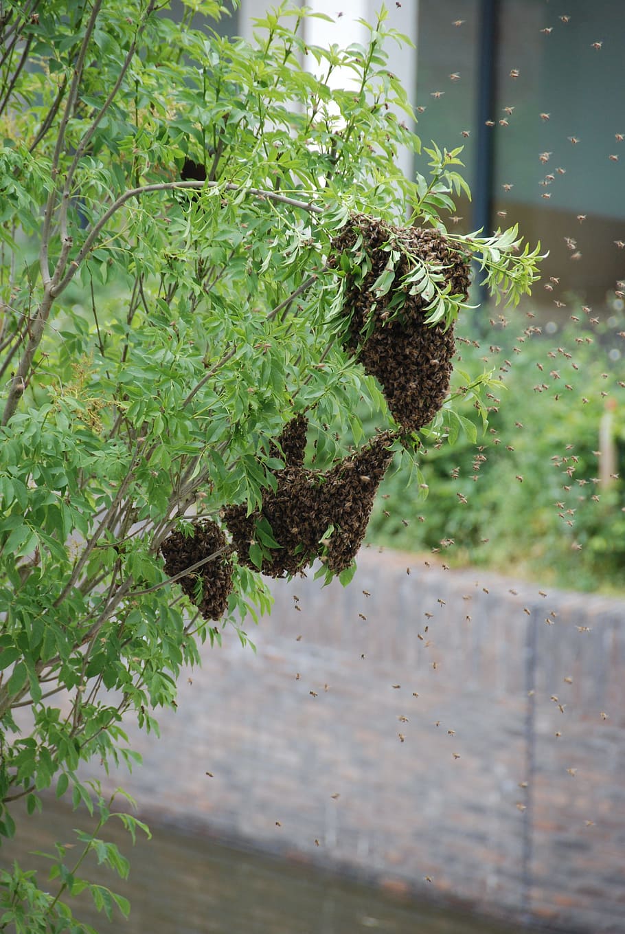bees, swarm of bees, swarm, plant, growth, green color, nature, day, leaf, plant part
