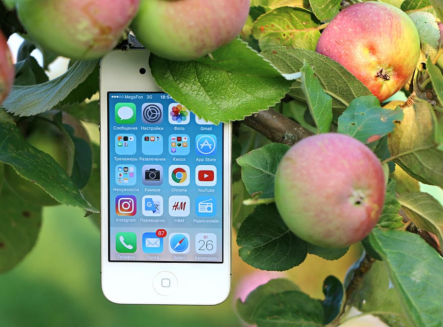 white, iphone 4, plant, phone, iphone, gadget, apple, apple tree, call, message