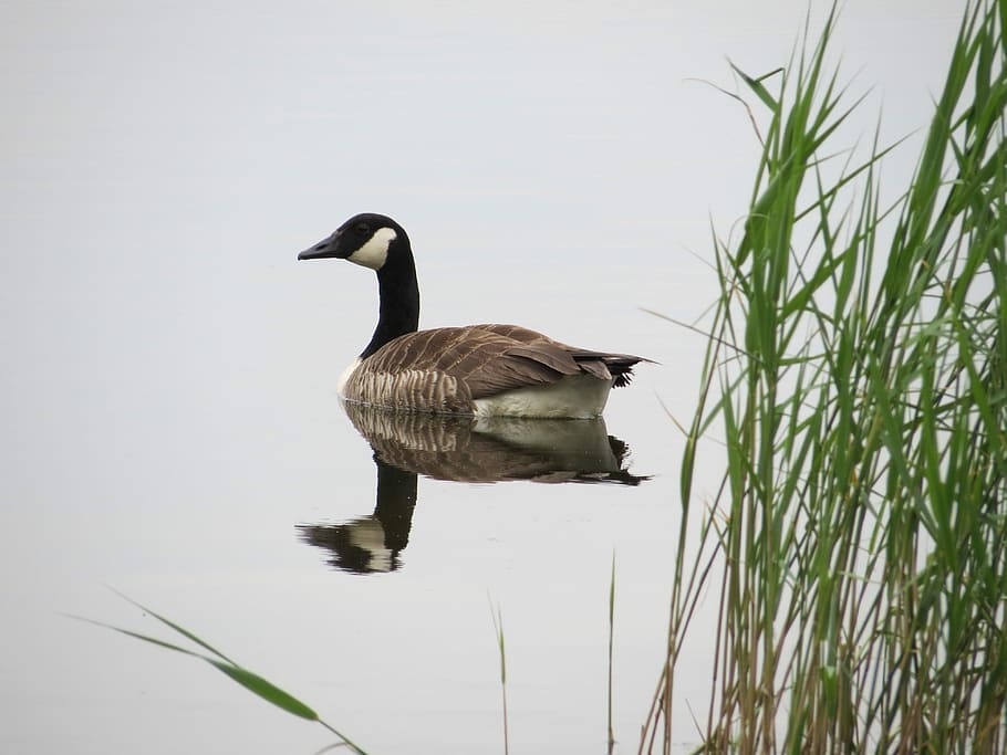 Canada Goose, Finnish, Rushes, summer, goose, bird, nature, wildlife, animal, water Bird
