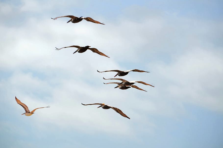 pelicanos voando, pelicanos, animais selvagens, pássaro, natureza, água, pelecanus, branco, vôo, céu