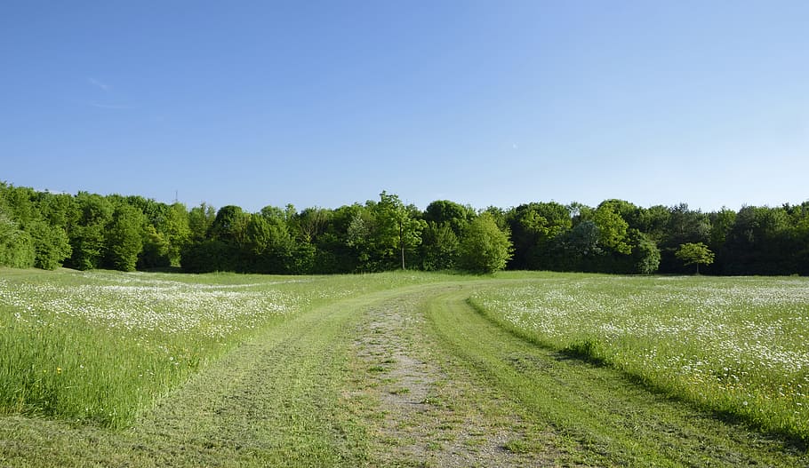 Prado, Lejos, Árboles, Primavera, Senderismo, Sol, verano, naturaleza,  paisaje, agricultura | Pxfuel