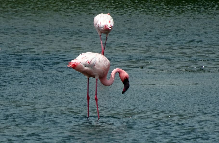 bird, lesser flamingo, phoeniconaias minor, flamingo, avian, wildlife, plumage, nature, color, lake