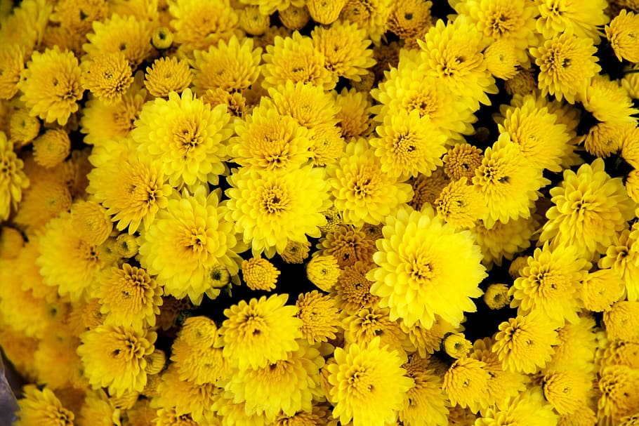 bunch, yellow, mums, chrysanthemum, flower, bloom, blossom, petal, floral, nature