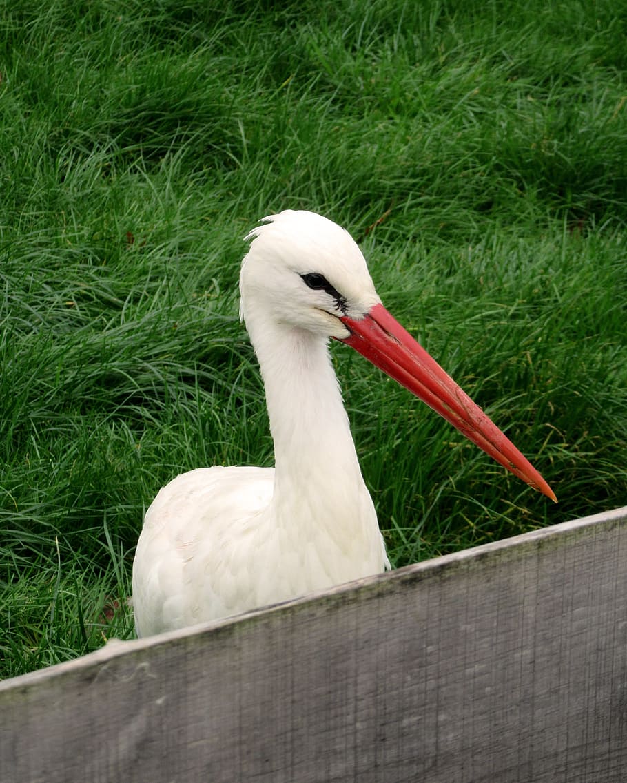 stork, bird, bill, fence, meadow, grass, rattle stork, pregnancy, ciconiidae, white stork