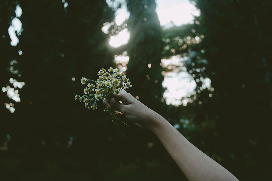 person, holding, white, yellow, flowers, woman, girl, lady, people, hand