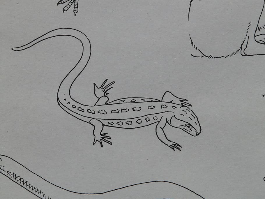 salamander, amphibian, animal, coloring pages, paint, draw, sign template, drawing, imagine, art and craft