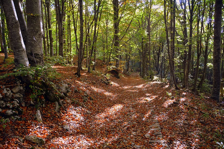 excursion, forest, autumn, trail, mountain, the european path, e5, lessinia, italy, tree