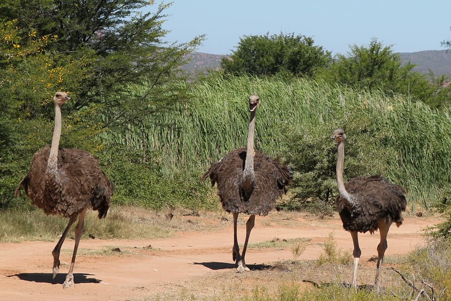 Ostrich, Nature, South Africa, Safari, wildlife, exotic animals, animals in the wild, animal wildlife, bird, animal