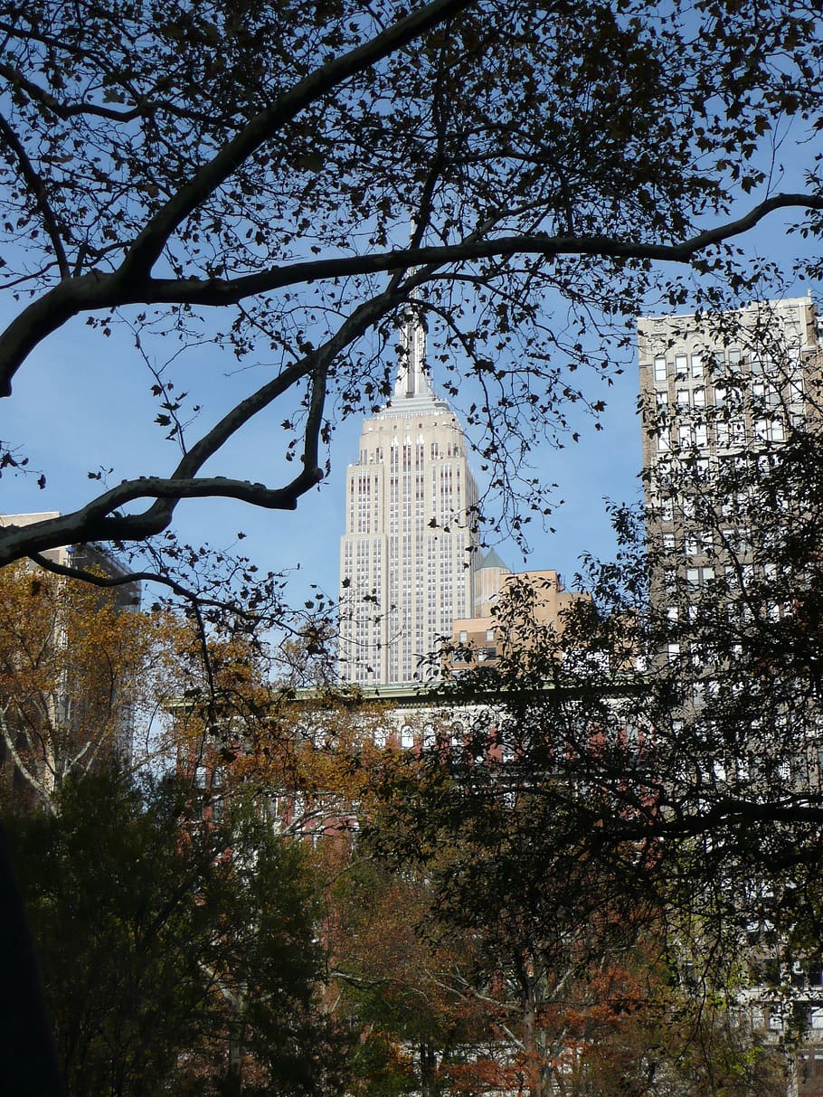 new york, empire state, pencakar langit, nyc, gedung bertingkat tinggi, manhattan, new york city, pohon, menanam, eksterior bangunan