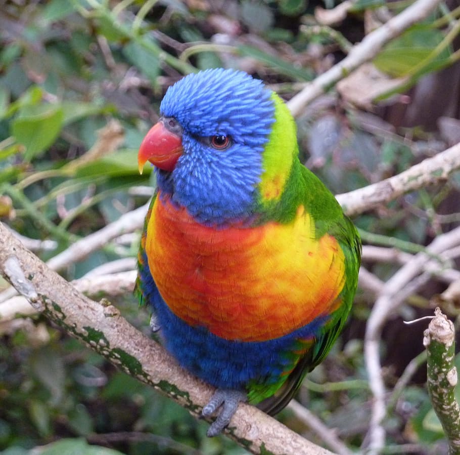 Bird, Colorful, Parrot, Parakeet, animal world, birds, color, bill ...