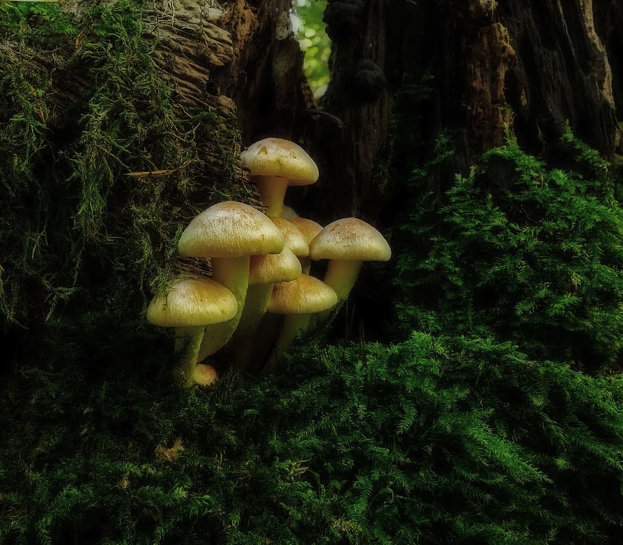 mushroom, mushroom colony, wood, rac, nature, autumn, moss, forest, forest mushroom, tree stump