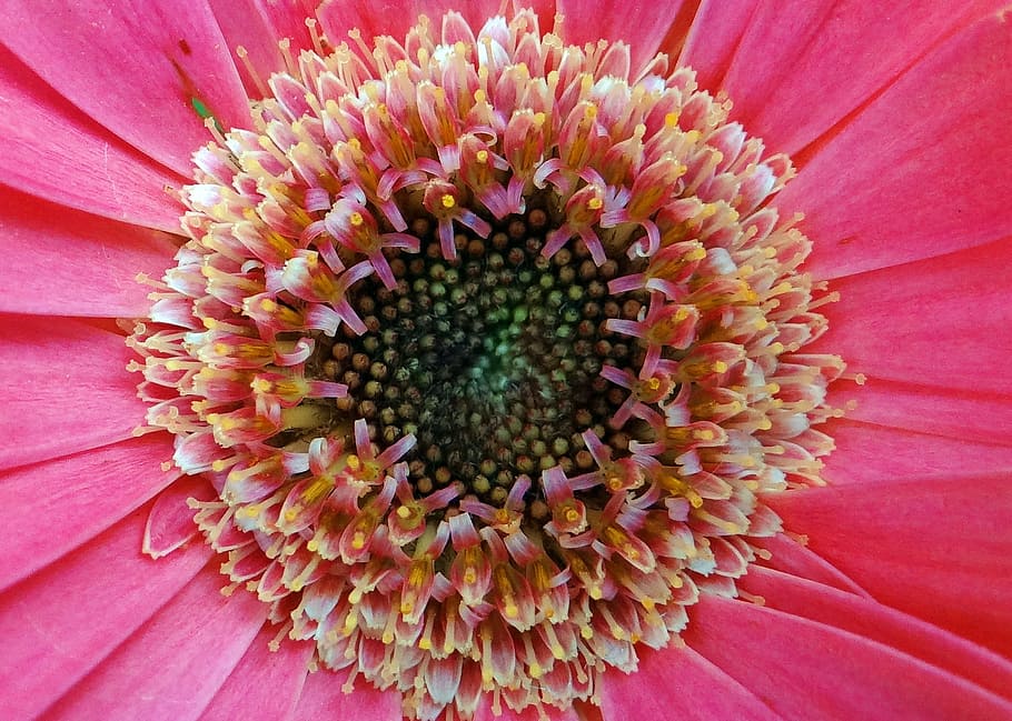 Gerbera, Asteracea, Flower, Close-Up, macro, india, petal, fragility, pink color, flower head