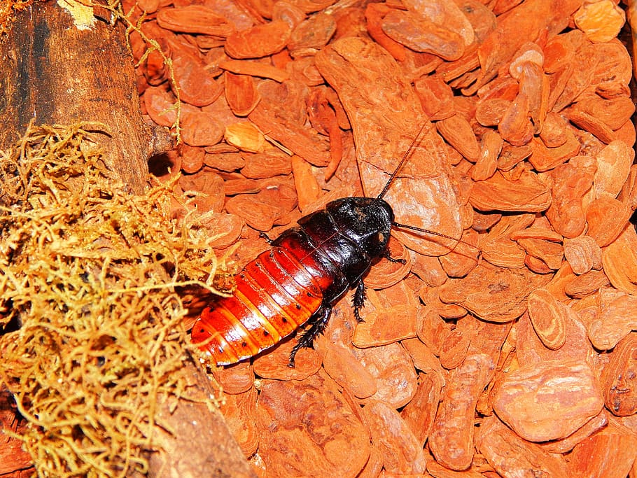 cheap, cockroach-of-madagascar, giant cockroach madagascar, insect, animal, madagascar, invertebrate animal, terrarium, nature, portentous gromphadorhina