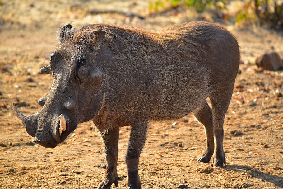 wild, boar, close, photography, wild boar, close up photography, warthog, africa, animal, zimbabwe