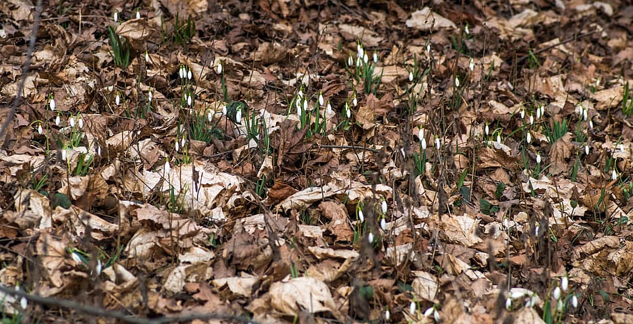 snowdrops, snowflakes, early spring, spring, flower, snowdrop, foliage, a sign of spring, plant, field